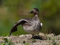 Krakeend [Mareca strepera]
